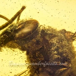 V1347 Hymenoptera Halictidae Fossil Inclusion In Dominican Amber 2