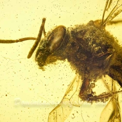 V1347 Hymenoptera Halictidae Fossil Inclusion In Dominican Amber