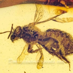 V1347 Hymenoptera Halictidae Fossil Inclusion In Dominican Amber 3