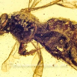 V1347 Hymenoptera Halictidae Fossil Inclusion In Dominican Amber 4