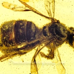 V1347 Hymenoptera Halictidae Fossil Inclusion In Dominican Amber 5