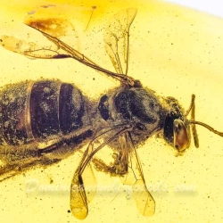 V1347 Hymenoptera Halictidae Fossil Inclusion In Dominican Amber 6