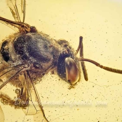 V1347 Hymenoptera Halictidae Fossil Inclusion In Dominican Amber 7