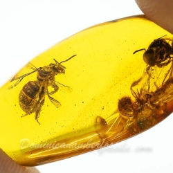 V1347 Hymenoptera Halictidae Fossil Inclusion In Dominican Amber 8