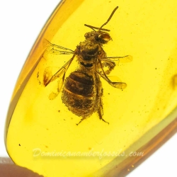 V1347 Hymenoptera Halictidae Fossil Inclusion In Dominican Amber 9