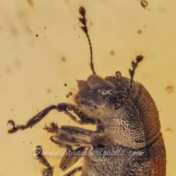 V1392 Coleoptera Ptinidae Anobiinae 10