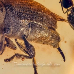 V1392 Coleoptera Ptinidae Anobiinae 11