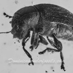 V1392 Coleoptera Ptinidae Anobiinae 12