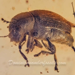 V1392 Coleoptera Ptinidae Anobiinae 7