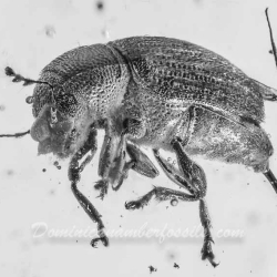 V1392 Coleoptera Ptinidae Anobiinae 8