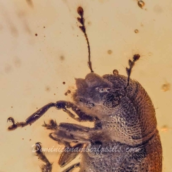 V1392 Coleoptera Ptinidae Anobiinae 9