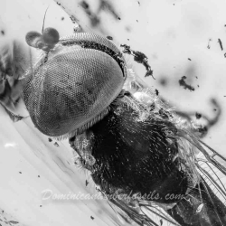 V1393 Big Headed Fly Diptera Pipunculidae 6