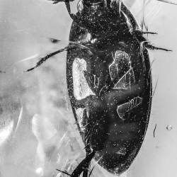 V1397 Coleoptera Dytiscidae Predaceus Diving Beetle 8