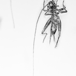 V1428 Grillidae Cricket  Ant 2