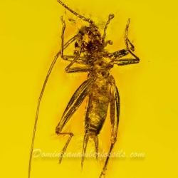 V1428 Grillidae Cricket  Ant 3