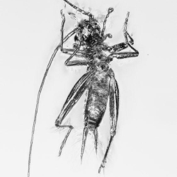 V1428 Grillidae Cricket  Ant 4