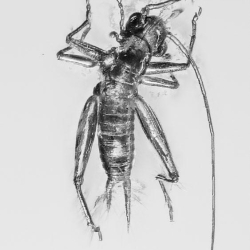 V1428 Grillidae Cricket  Ant 5