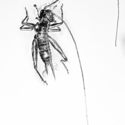 V1428 Grillidae Cricket  Ant 7