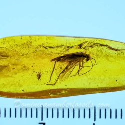 V1478 Grillidae 10