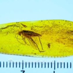 V1478 Grillidae 11