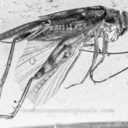 V1478 Grillidae 8