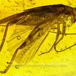 V1478 Grillidae