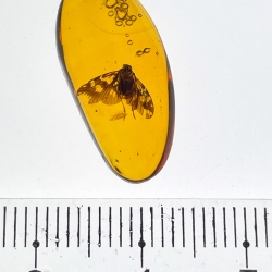 V1507 Homoptera Planthopper 11