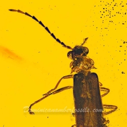 V1514 Coleoptera Cantharidae   Soldier Beetle 2