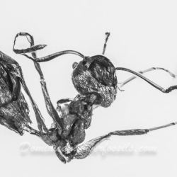 V1559 Arachnida Hymenoptera 2