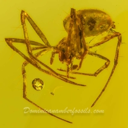 V1559 Arachnida Hymenoptera 4