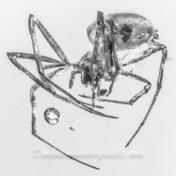 V1559 Arachnida Hymenoptera 5