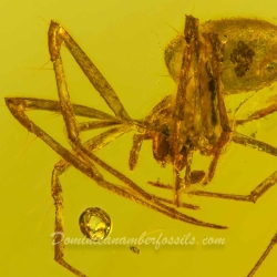 V1559 Arachnida Hymenoptera 6