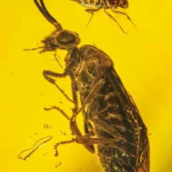 V1570 Hymenoptera Argidae 2