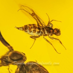 V1570 Hymenoptera Argidae