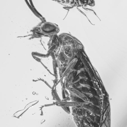 V1570 Hymenoptera Argidae 3