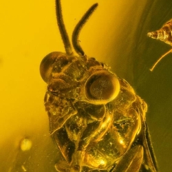 V1570 Hymenoptera Argidae 4