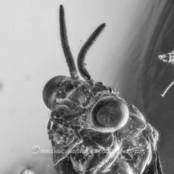 V1570 Hymenoptera Argidae 6