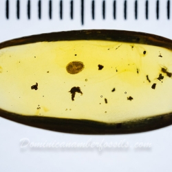 V1584 Penny Beetle Larva Coleoptera Psephenidae 12
