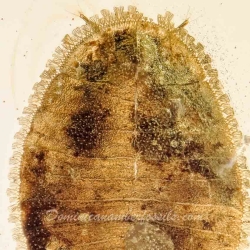 V1584 Penny Beetle Larva Coleoptera Psephenidae 2