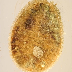 V1584 Penny Beetle Larva Coleoptera Psephenidae 3