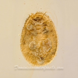 V1584 Penny Beetle Larva Coleoptera Psephenidae 5