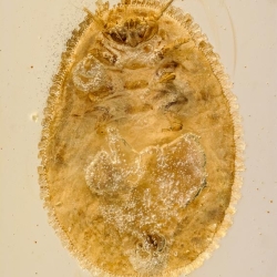 V1584 Penny Beetle Larva Coleoptera Psephenidae 7