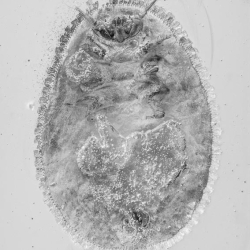 V1584 Penny Beetle Larva Coleoptera Psephenidae 8
