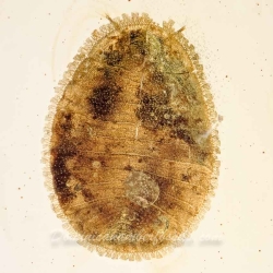 V1584 Penny Beetle Larva Coleoptera Psephenidae