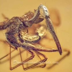 V1629 Scorpion  Spider Fight 4