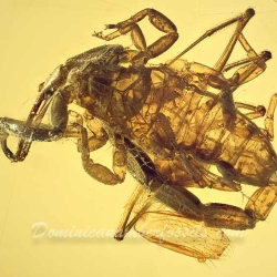 V1629 Scorpion  Spider Fight