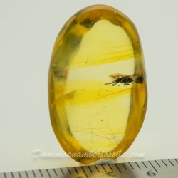 V1643 Toe Winged Beetle Coleoptera Ptylodactylidae Fossil Inclusion In Dominican Amber 10