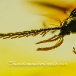 V1643 Toe Winged Beetle Coleoptera Ptylodactylidae Fossil Inclusion In Dominican Amber 7