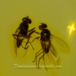 V1644 NIce Flies On Clear Amber Piece 10