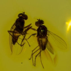 V1644 NIce Flies On Clear Amber Piece 11